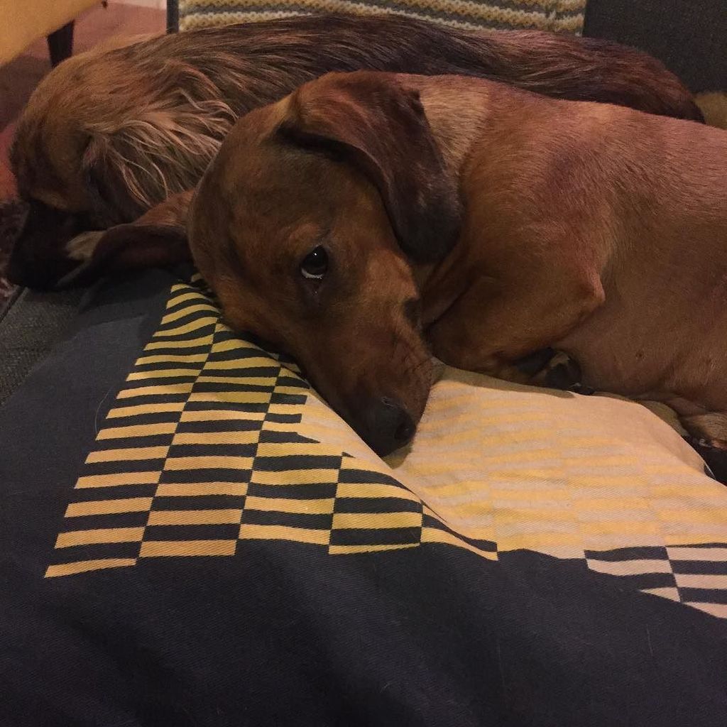 ArmanSXS's tweet photo. When the #lakers are playing ok but sleep is life #bonzi #basketball #sleep https://t.co/bKmszfW4I9 https://t.co/PwyMviKW0l
