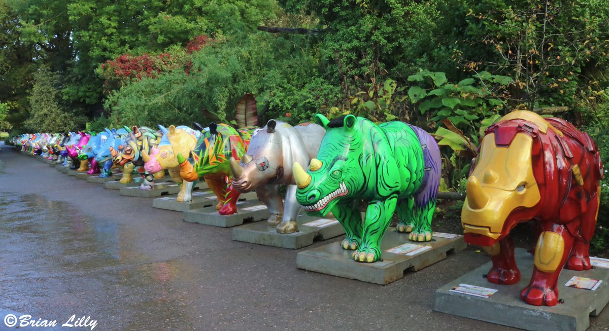 GreatBigRhinos's tweet image. The rhino auction is one week today!! Who's excited?! #RhinoAuction #GreatBigRhinos