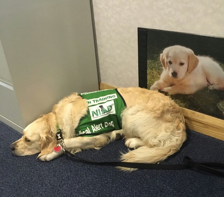 NIADogs's tweet photo. Echo had another practice day at work with her Partner & impressed everyone. #diabetesalertdog #working925 #NIADogs https://t.co/gYU3Z7GheV