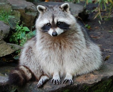 いらない英語 アライグマは英語でracoon ラクーン とはよく呼ぶんですが 実はスラングで Trash Panda と呼びますよ 例文 The Goddamn Trash Pandas Went Through The Dumpster Again 勉強になりましたか T Co Wqkugwsup1 Twitter