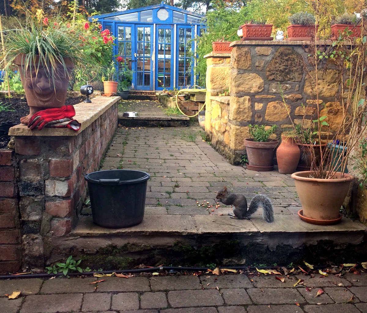 FishheadsClub's tweet image. SQUIRREL !!!! View from kitchen over Americano after school run on 12 degree late October morn