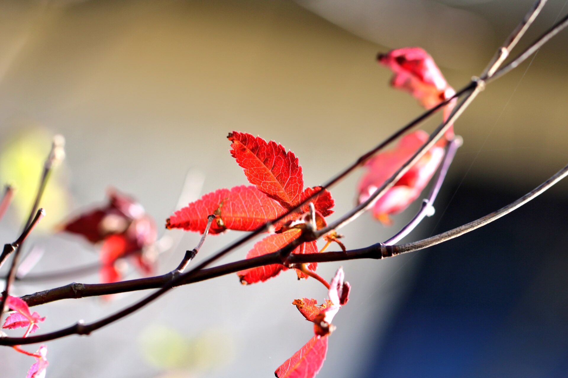 Raj Gopal Lee Iamlee280 Twitter