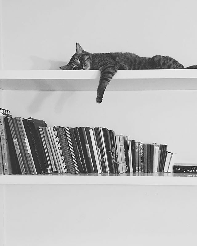 cavusoglu's tweet photo. Günaydın! 🐱❤🐺 #günaydın #goodmorning #gunaydin #bonjour #sunshine #şükür #grateful #innerj… https://t.co/ehltlp9MtE https://t.co/bqxye9LDqD