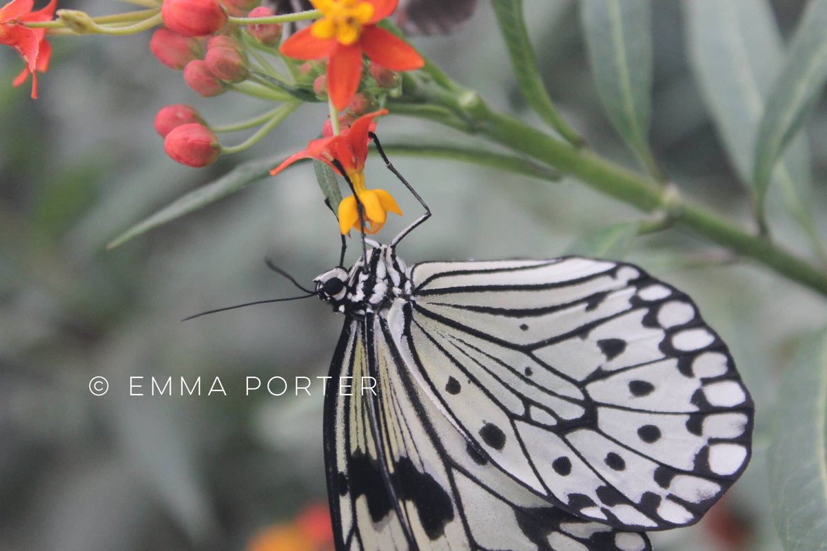 SaveButterflyWP's tweet photo. We have reached over 60k on our petition now! Keep signing up! Thank you 🌟 #savebutterflyworld https://t.co/LDRh20aCl6 https://t.co/cWgivWqQ2b