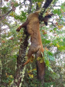 AEAFMA's tweet photo. Ahorcan a un zorro en Vega de Valcarce https://t.co/rVsrPYtrNO
 📢Cualquier info de este u otros casos, colabora con los #AAMM   👉📞112 https://t.co/Or27tyWeQq