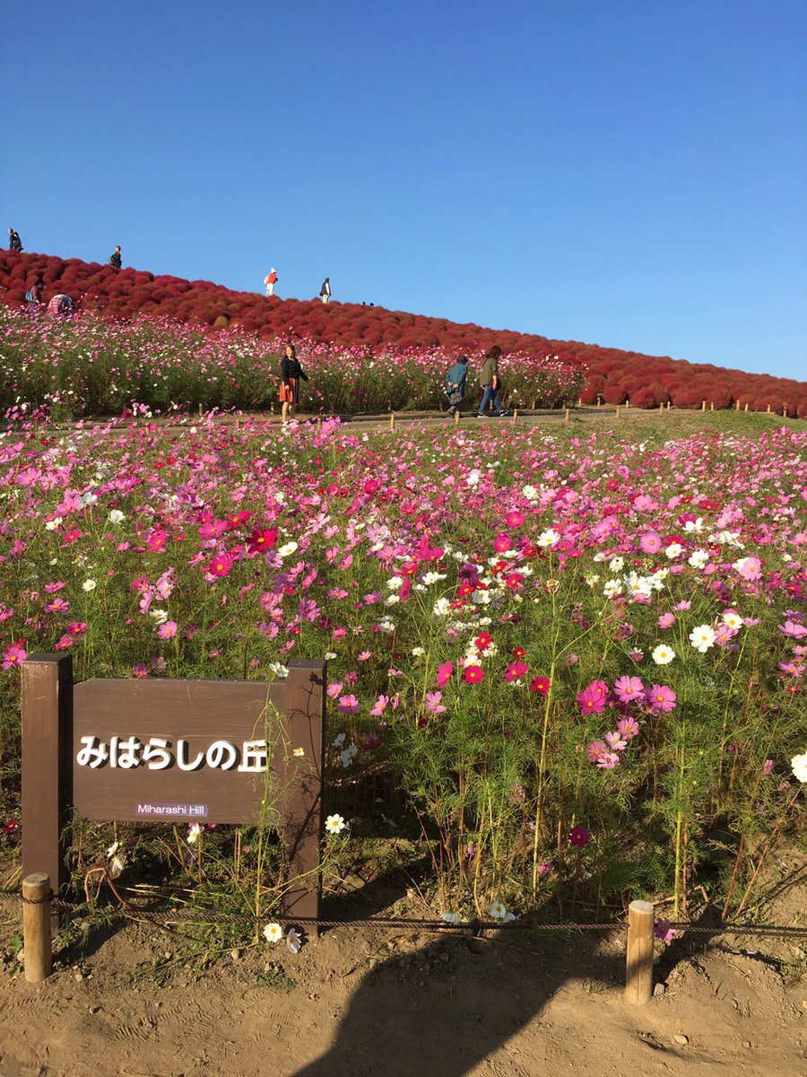 何でも屋sun 公式 何でも屋sun 登場 みはらしの丘 これがコキアの花です 夏には緑色 秋になると紅色になります 冬になれば茶色になり やがて枯れていくそうです 今の季節が見ごろです T Co Si07v7bxbl 何でも屋 便利屋 みはらしの