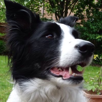 Molly The Collie tweet media