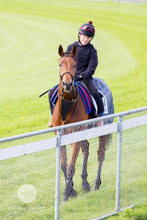holly_osborne's tweet photo. Big Orange enjoying Aussie life #melbournecupcarnival #werribee @MikeBellRacing @TGredley @Lillyeg @PollyGredley https://t.co/oXTbU1iqPa