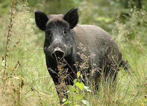La #RegioneLombardia dà il via libera alla #caccia al #cinghiale anche in Provincia di #Lecco. 
lecconotizie.com/attualita/aper…
