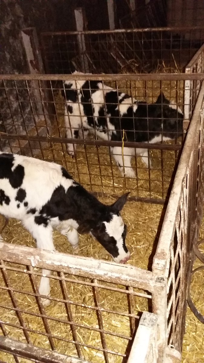 Col14Tom's tweet image. 2 new arrivals at orton grange a lovely heifer and this monster of a BB which can out backwards 
#teamdairy