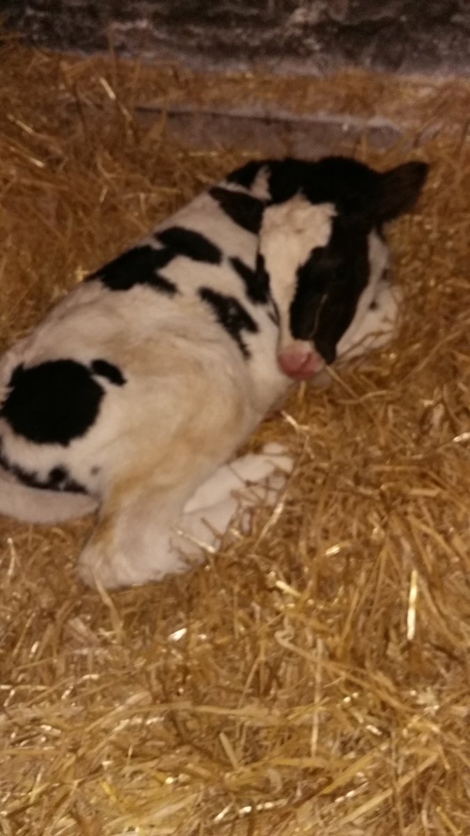 Col14Tom's tweet image. 2 new arrivals at orton grange a lovely heifer and this monster of a BB which can out backwards 
#teamdairy
