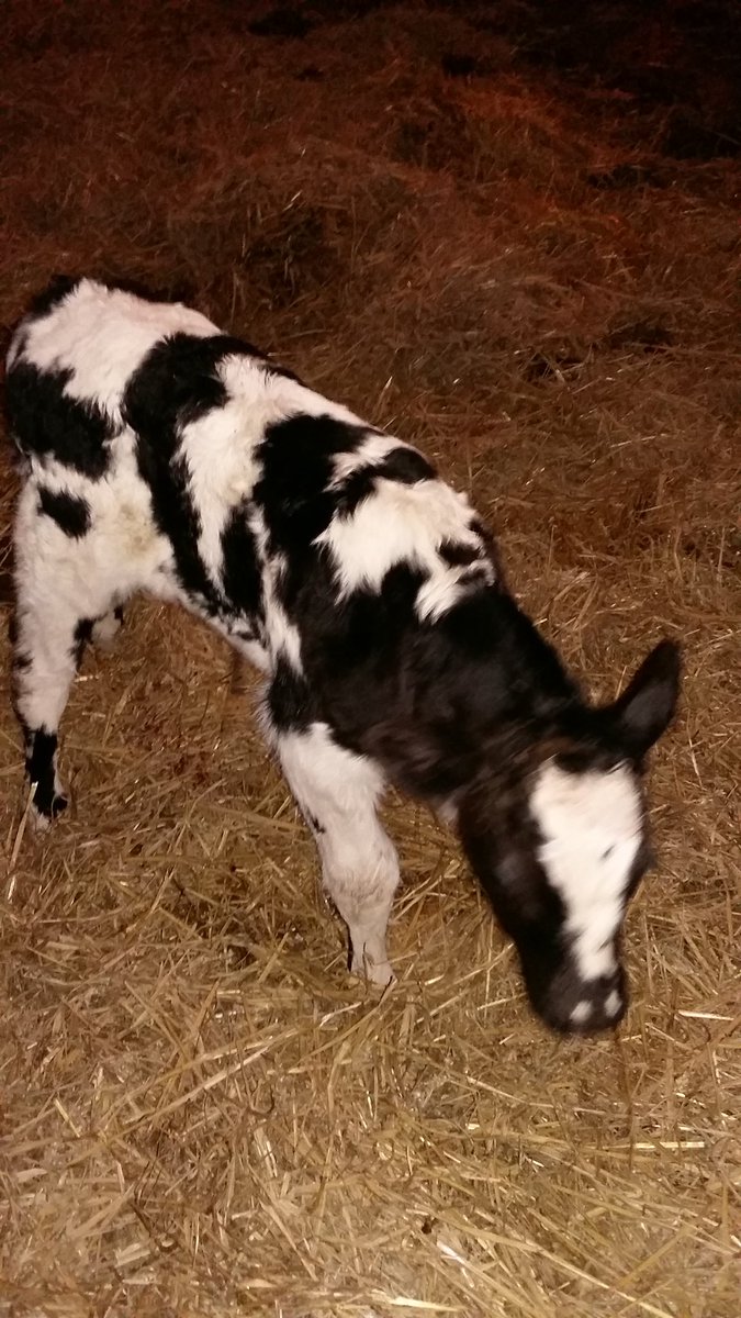 Col14Tom's tweet image. 2 new arrivals at orton grange a lovely heifer and this monster of a BB which can out backwards 
#teamdairy