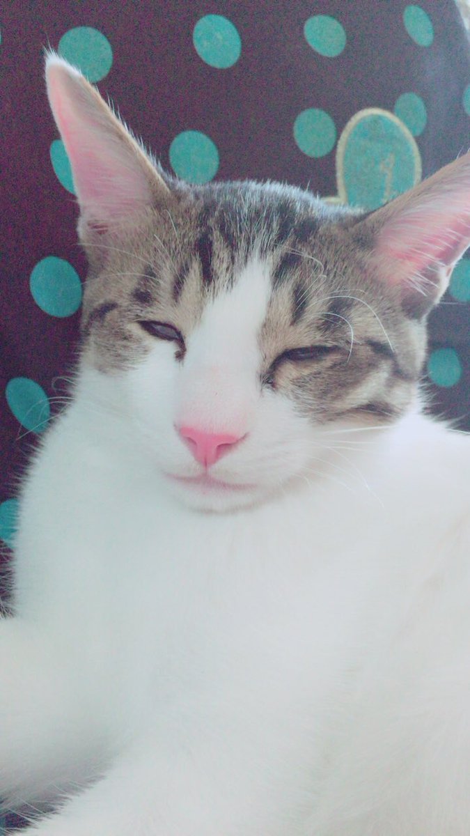 xUmi_cAT's tweet photo. 久々の｡ﾟ(ﾟ´ω`ﾟ)ﾟ｡
暖かいせいか海も（飼い主）も
なんだか、こんな顔です

#猫 #猫好きさんと繋がりたい https://t.co/PHkZdJhcVe