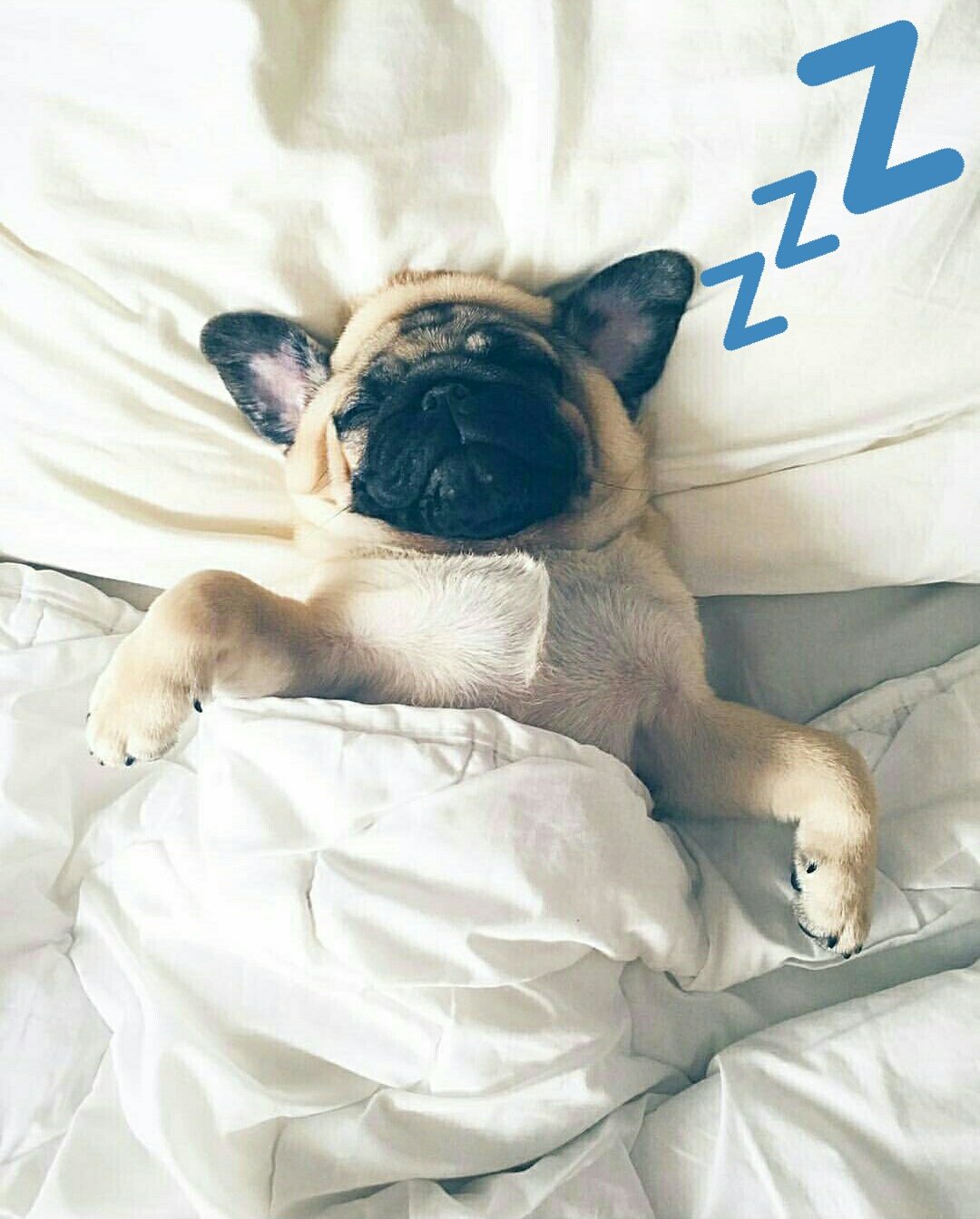 Доброе утро мопсы картинки