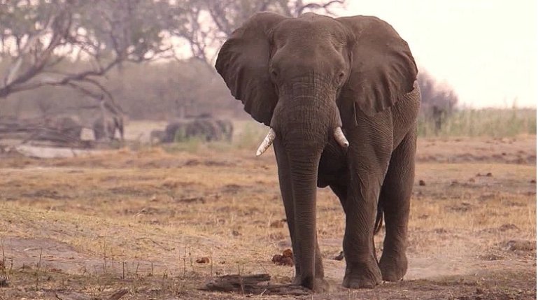 CNN's tweet photo. More than two thirds of the world's wildlife could be gone by the end of this decade, the WWF warns https://t.co/c68VEh6pDL https://t.co/Z3Lb10HwUA