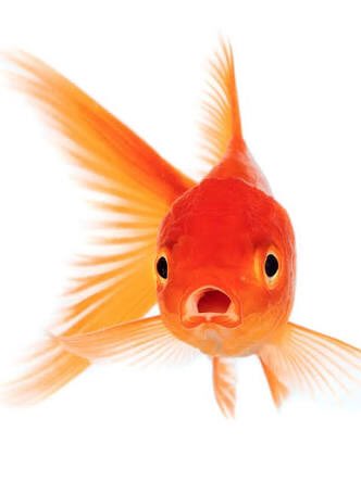 lemshaty's tweet photo. "Our target group are the gold fish" @MagnusZaar #MKCairo2 https://t.co/aXryIJJJjf