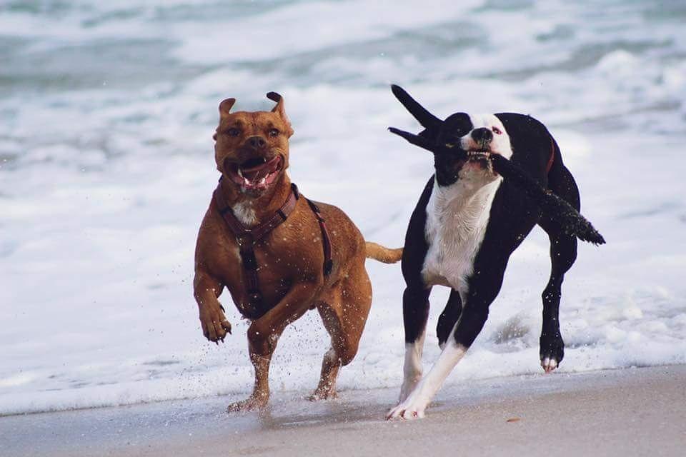 Walking my crazy girls
#pitbulls #pets