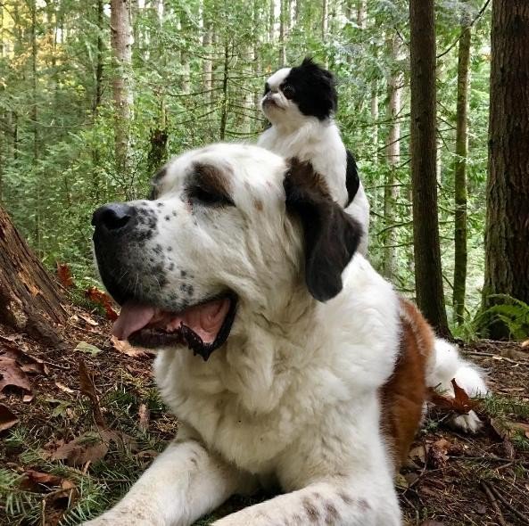 giant dog dodo