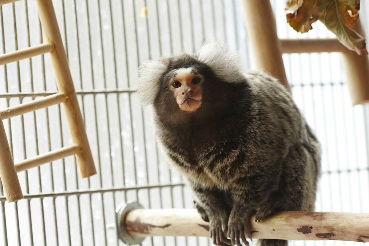 RSPCAcymru's tweet photo. Do you give a monkeys?
Tell AMs that monkeys and primates can never be pets! #NotTheirHome
https://t.co/shwh2T5Xv6โฆ/primates/actionwales/ https://t.co/cixroXIMDJ