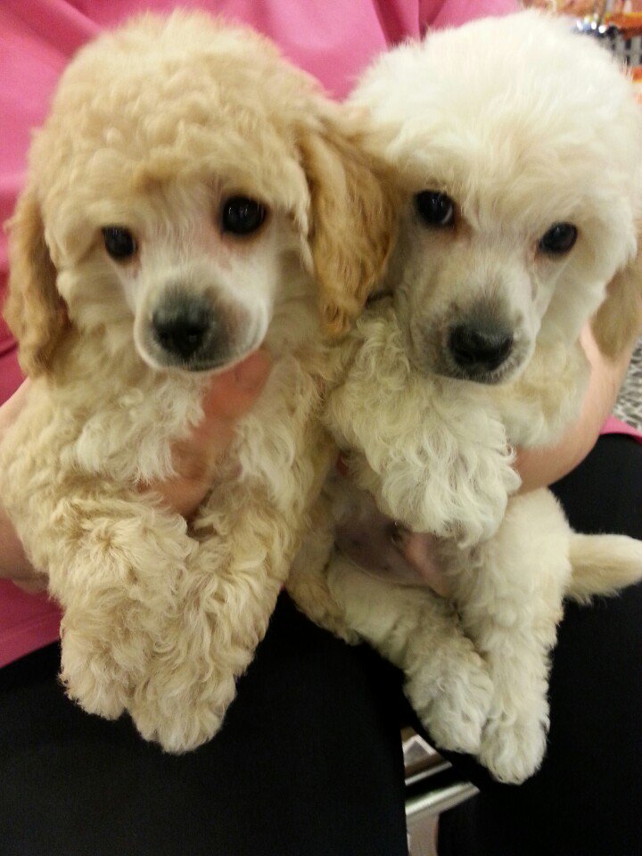 adelefree80's tweet image. 