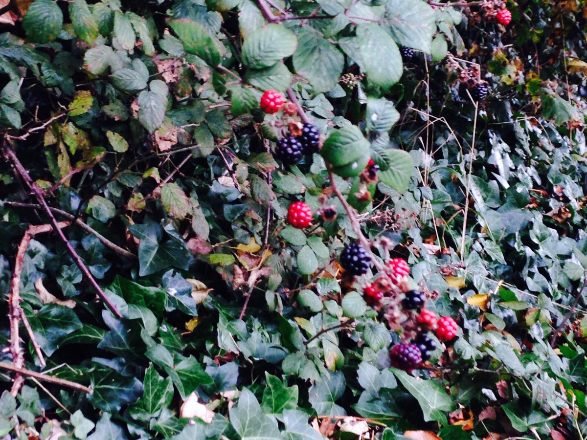 feletfra's tweet photo. Magic castle & blueberry bushes #autumn in Malahide #workoutDay2 https://t.co/nIB0BC2x80