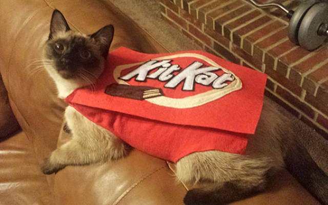 Sasaki on Twitter: Kitkat cat costume #halloween #CatsOfTwitter #costume #startyourdaywithalaugh / Twitter