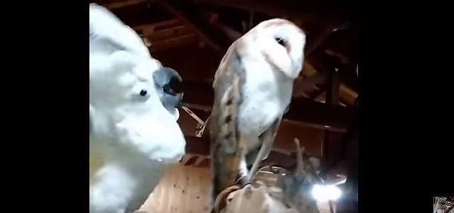 ドウツベ テンションの差激しすぎ D 威嚇し続けるオウムと動じないフクロウのバトルが面白い T Co Njksdbxw1l 鳥 オウム フクロウ 威嚇 バトル 激おこぷんぷん丸 動物 動画 ドウツベ テンションの差激しすぎ D 威嚇し続けるオウムと動じないフクロウのバトルが面白い T Co Njksdbxw1l 鳥 オウム フクロウ 威嚇 バトル 激おこぷんぷん丸 動物 動画