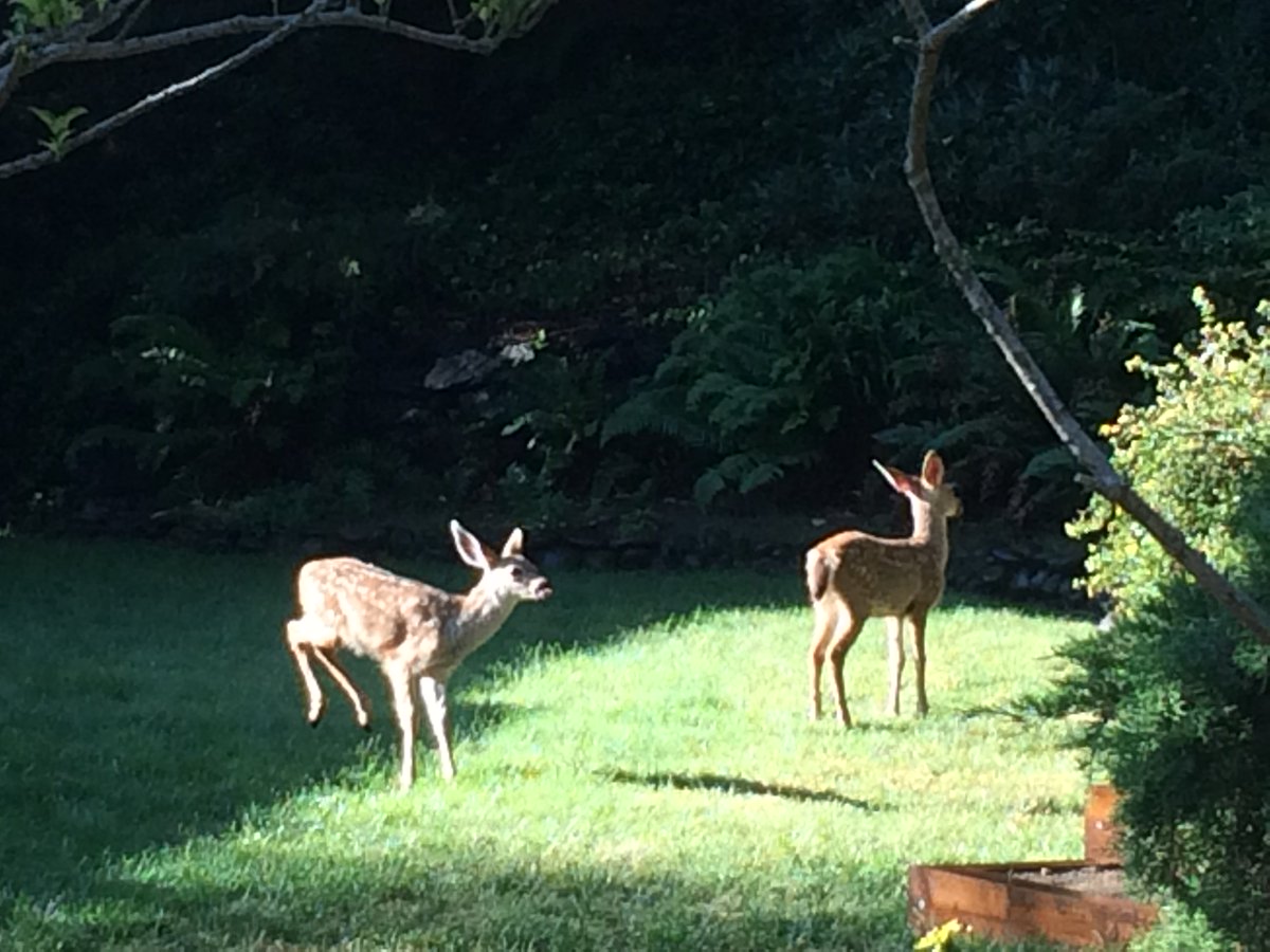 GaryWPool's tweet photo. They came down the hill to visit. https://t.co/b1vjvf79OZ