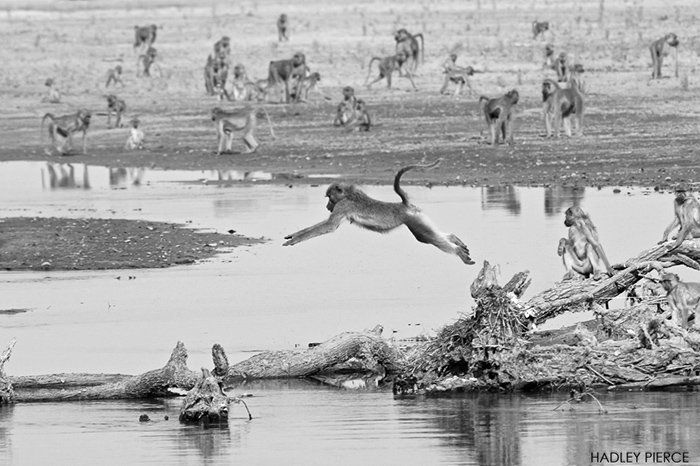 Cannonball! See these fantastic pics from <a href="/KafuntaSafaris/">Kafunta Safaris</a> of a baboon troop braving the waters for a cool-down. africageographic.com/blog/baboon-tr…