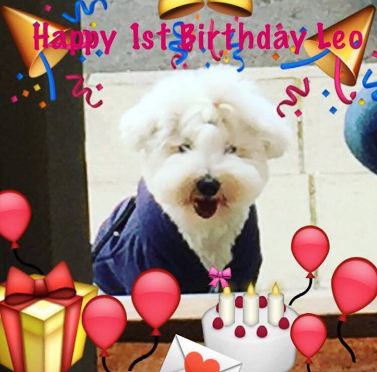 LCSToday's tweet photo. #Happy1stBirthday to #LCS Director #DanBlake's gorgeous fluffy pup Leo adored by our students & a regular on all LCS #photoshoots π https://t.co/DqeBWEfelf