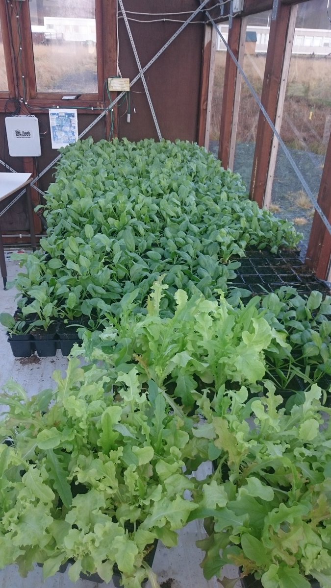 HRarson's tweet image. Komin tími til að fara að borða uppskeruna þetta haustið #lysuholsskoli