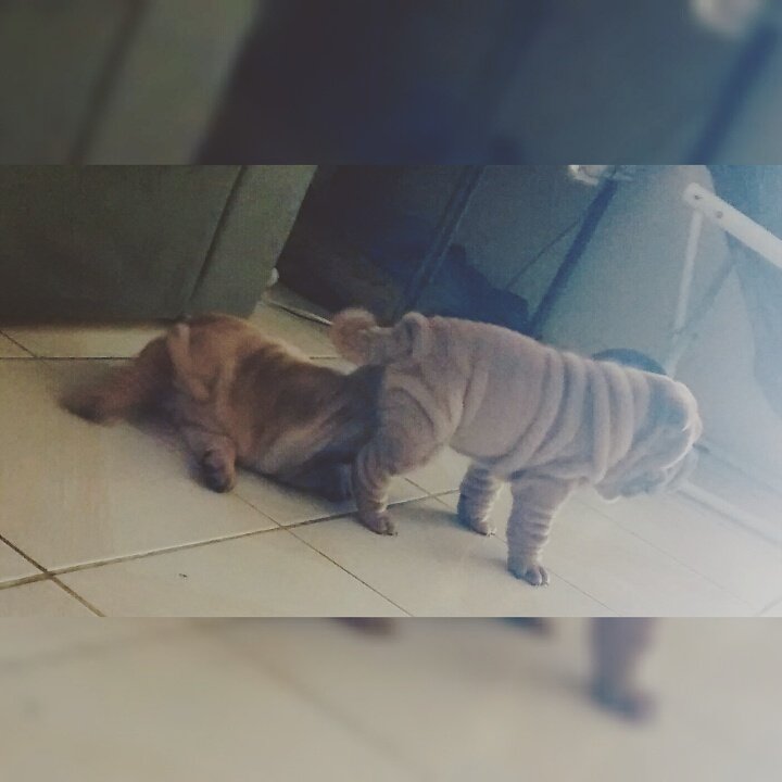 BemNeorotica's tweet photo. Quanto amor uma calor desse e eles se agarrando a muito amor 🐶🐶 #baotarde https://t.co/x238caTNk8