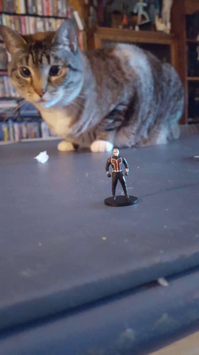kerbear903's tweet photo. @collectsideshow my cat Scully #SideshowCats https://t.co/uLpoRMSkZ3