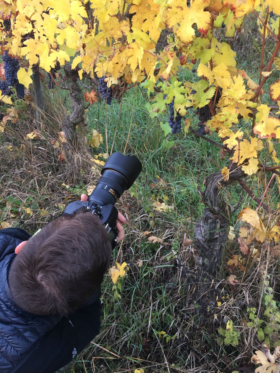 cescorava's tweet photo. This morning @ Sunrise
Shooting 📷 Roagna's harvest
Coming soon...
#roagna #barbaresco #nikon #harvest #montefico https://t.co/ggv52GSHV6