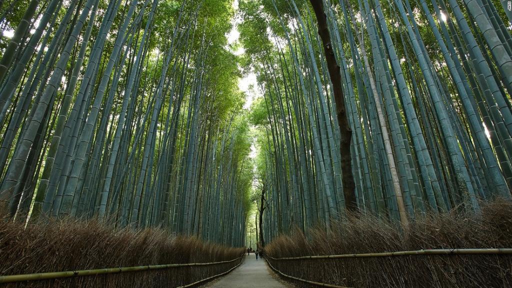 CNNTravel's tweet photo. Kyoto: The world's most photogenic city?: https://t.co/99qqA5C3Tb https://t.co/S7gAI4SdEQ