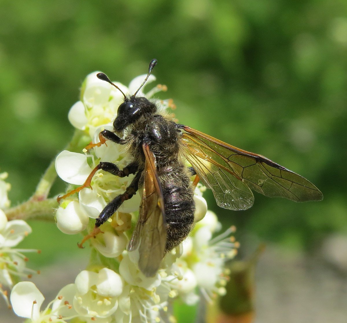 LGSpace's tweet photo. Sawflies are such under-rated #pollinators, and the UK has about 500 species! #LoveSawflies https://t.co/VnbbxKLrzI RT. @StevenFalk1 #nature