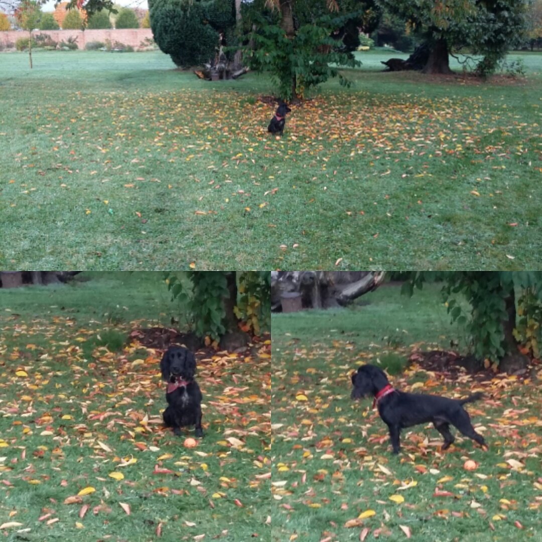 Sidebysidewalks's tweet photo. Freddies last walk  this morning https://t.co/WRyWElSNH0