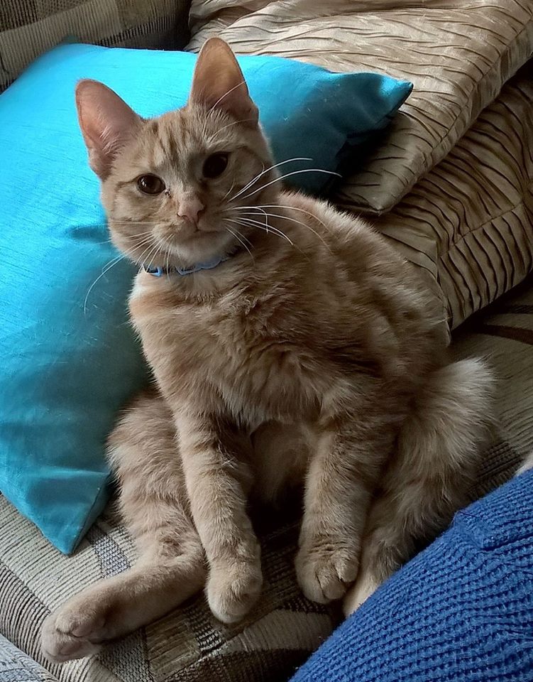 jax22365's tweet photo. @Petloglostfound MISSING!!! Pickle, ginger male cat, brown eyes.Birchington, nr Margate, Kent. Chipped as Pickle. https://t.co/MzQltc4d4s