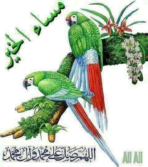 hshs48363's tweet photo. مساءالوردوالياسمين احبابي شخباركم https://t.co/Zufd0rIhiv