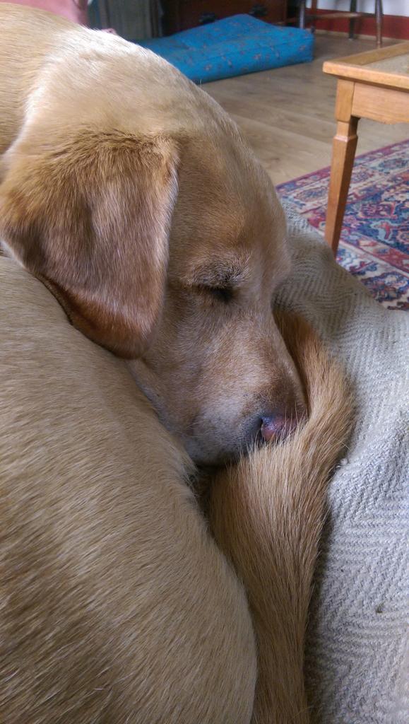 StomachOnPaws's tweet photo. How do humans survive without tails to use as pillows? #sleep #comfort https://t.co/svjSqIeHaq