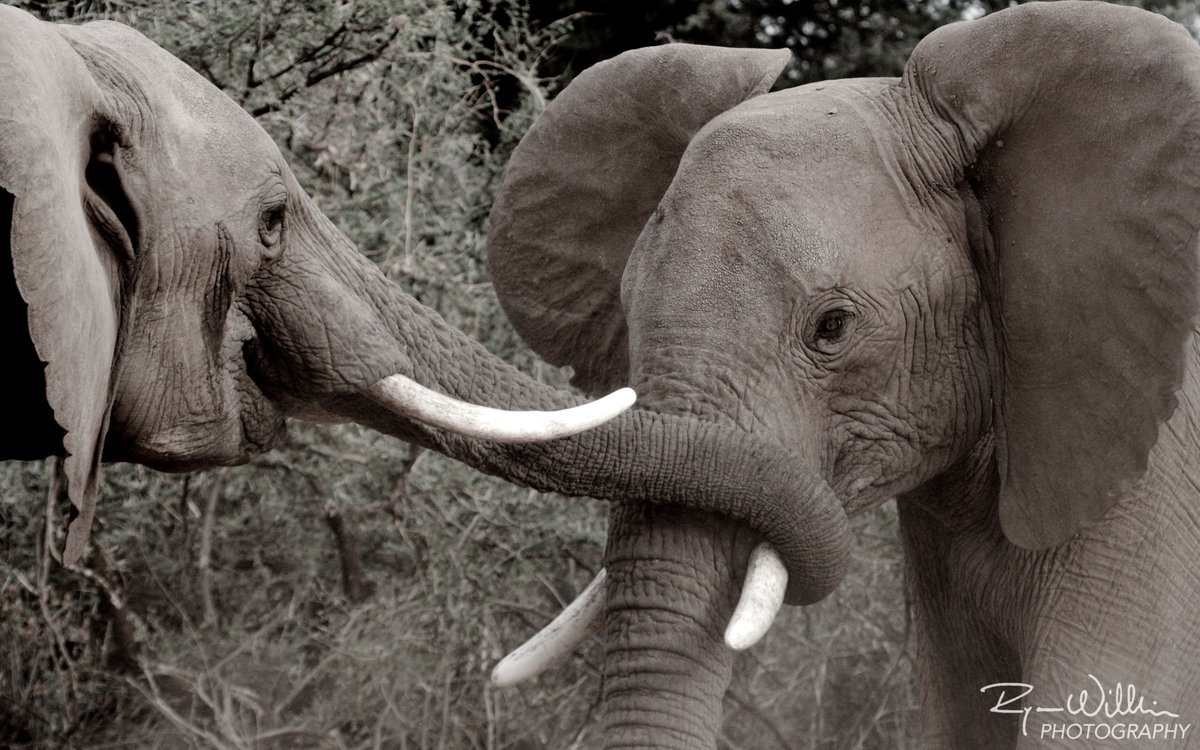 ste_kenya's tweet photo. These two young bulls have frequently been seen sizing each other up and testing each other's strength in short, playful bouts like this one https://t.co/FmzBEUK1LU