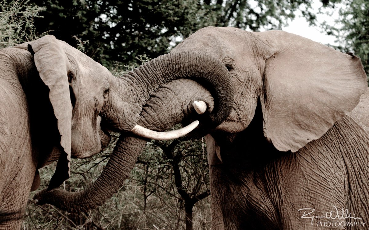 ste_kenya's tweet photo. These two young bulls have frequently been seen sizing each other up and testing each other's strength in short, playful bouts like this one https://t.co/FmzBEUK1LU
