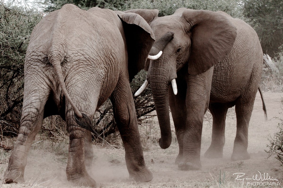 ste_kenya's tweet photo. These two young bulls have frequently been seen sizing each other up and testing each other's strength in short, playful bouts like this one https://t.co/FmzBEUK1LU