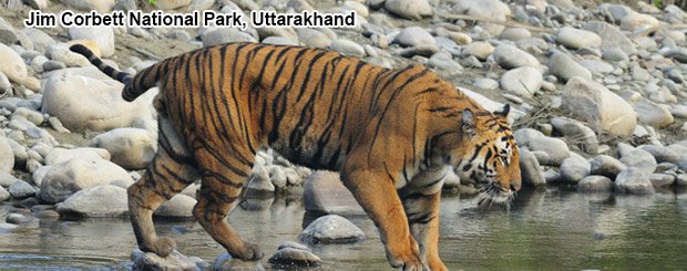 Jetwaystravels's tweet photo. Find Best India #Adventure Tour Package 🎿🏂🚣🏊🏇  https://t.co/TEa2aUQcRv 🐯
#TTOT #BadiDiwali #LastMinuteDiwaliShopping #missinternational2016 https://t.co/PK72TYOyzH