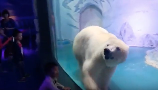 conbuenapata's tweet photo. Este es Pizza, el #oso polar más triste del mundo. Un millón de firmas piden su liberación: https://t.co/3O28RG5mCz #derechos #animales https://t.co/t3Y6yZGasr