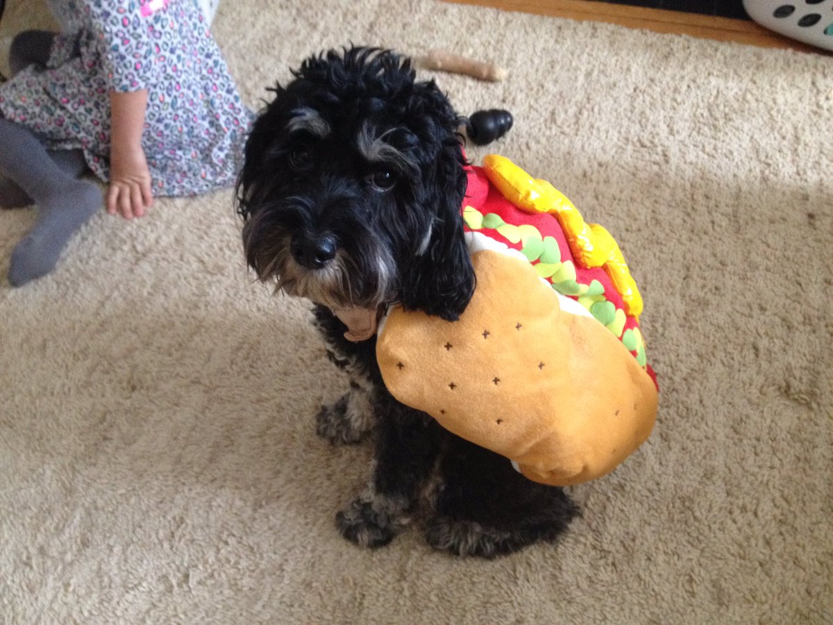 Jadybug12's tweet photo. Here's a picture of our Gerrard #btpets https://t.co/3akZzHb2M5