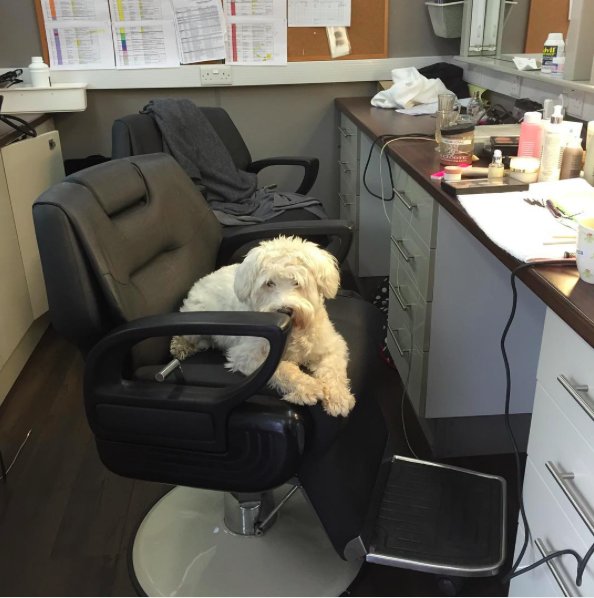 Naomi_Donne's tweet photo. My Stella waiting patiently in the make-up chair whilst on set! https://t.co/2NkUh7K8DV