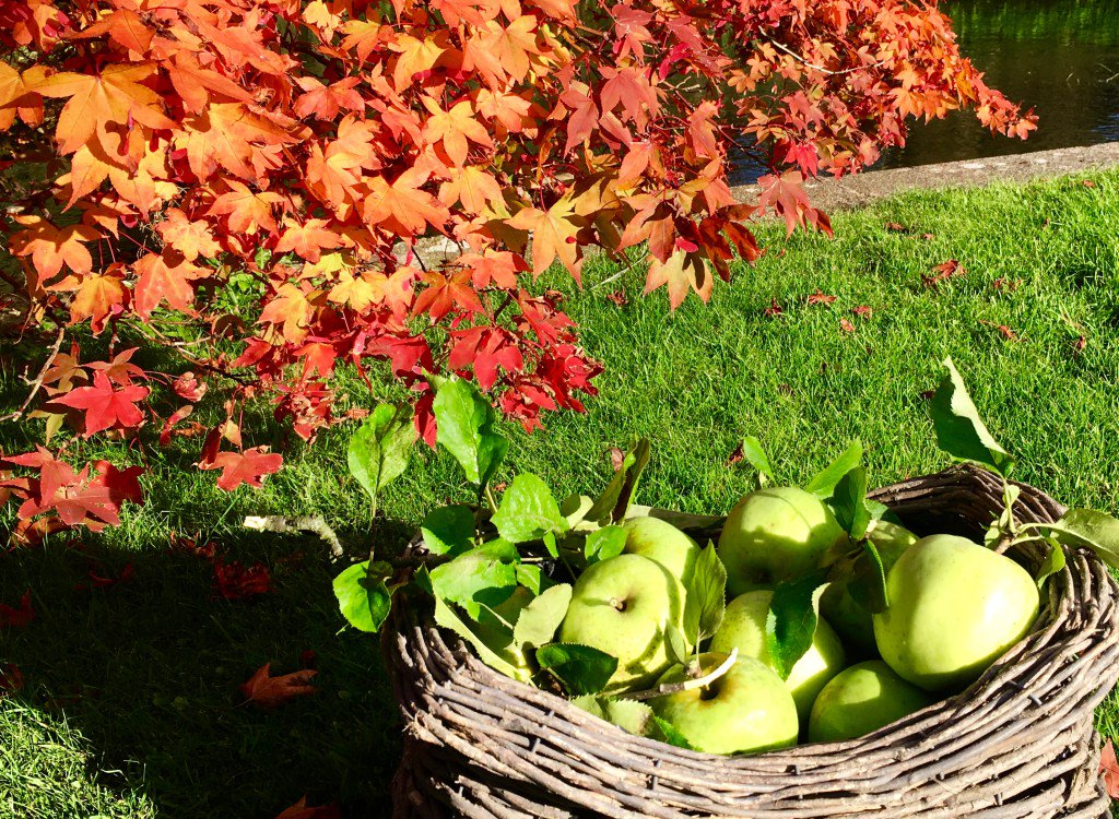 Coming up Apples! Ottolenghi’s Autumnal Apple and Maple Syrup Icing Cake hungry-darling.com/2016/10/27/com…