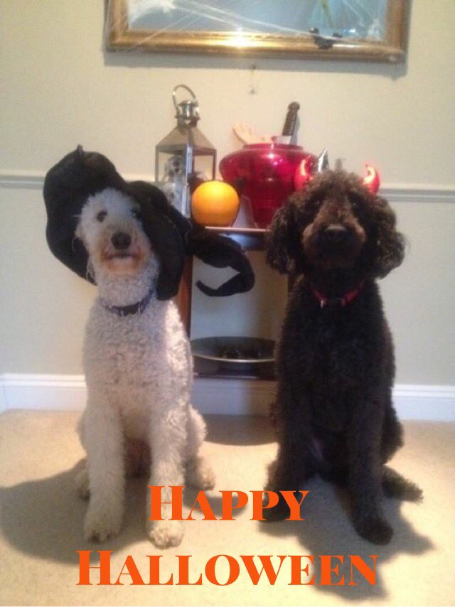 BoneIdolBTN's tweet photo. Halloween warm up has begun! It's all go @BoneIdolBTN with new winter products in store. #Brighton #TimeWithYourDog #Halloween #dogs https://t.co/7cZ7DS7X3D