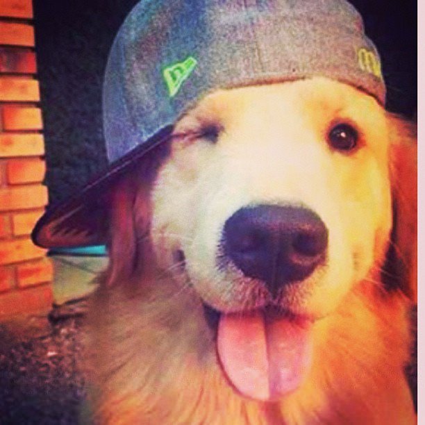 Love it

#cute #aww #pets